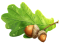 Acorn, Growth, Nature, Nut, Forest PNG