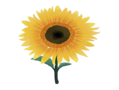 Aesthetic Sunflower, Cheerful, Nature, Bright, Floral PNG