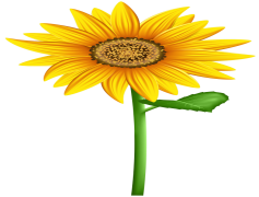 Aesthetic Sunflower, Nature Beauty, Sunlit Fields, Bright Yellow, Floral Art PNG