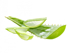 Aloe Vera, Anti-Inflammatory, Nutrient Rich, Wellness Benefits, Healing Plant PNG