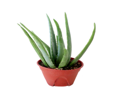 Aloe Vera, Herbal Benefits, Moisturizer, Natural Remedy, Anti-Inflammatory PNG