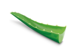 Aloe Vera, Skin Care, Nutrient-Rich, Healing Plant, Natural Remedy PNG