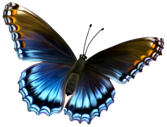 Amazing Butterfly PNG