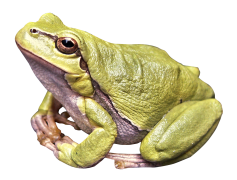 Amphibian Frog, Cold-Blooded, Moist Skin, Carnivorous, Jumping PNG