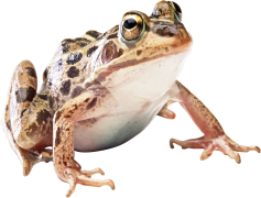 Amphibian Frog, Ecology, Reproduction, Habitat, Adaptation PNG