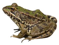 Amphibian Frog, Ecosystem, Cold-Blooded, Breeding, Habitat PNG