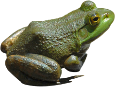 Amphibian Frog, Jumping, Habitat, Ecosystem, Nature PNG