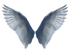 Angel Wings, Radiant, Divine, Ethereal, Graceful PNG