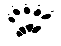 Animal Footprint, Nature Mark, Creature Path, Paw Print, Eco Imprint PNG
