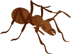 Ants, Behavior, Foraging, Ecosystem, Colony PNG