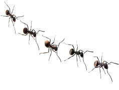 Ants, Social, Colony, Foraging, Pheromone PNG