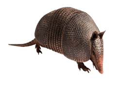 Armadillo, Armor, Desert, Herbivore, Wildlife PNG