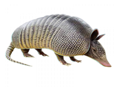Armadillo, Desert, Burrow, Mammal, Animal PNG