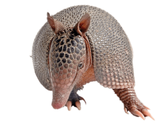 Armadillo, Mammal, Burrow, Wildlife, Nature PNG