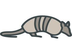 Armadillo, Nature, Mammal, Wildlife, Texas PNG