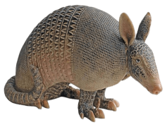 Armadillo, Unique, Burrow, Wildlife, Shell PNG