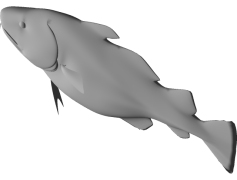 Atlantic Cod, Cold-Water Species, Culinary Delicacy, Seafood, Aquaculture PNG