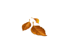 Autumn Aesthetic Theme, Warm Tones, Rustic Charm, Golden Hour, Pumpkin Spice PNG