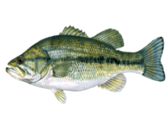 Bass Fish, Lure, Angling, Catch, Conservation PNG