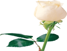Beautiful White Rose PNG