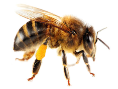 Bee Insect PNG