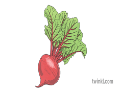 Beetroot, Juicing, Salad, Nutrient, Vegetable PNG