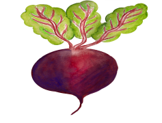 Beetroot, Salad, Nutrient, Vegetable, Health PNG