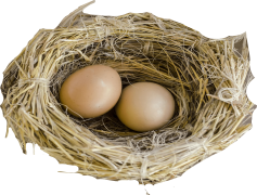 Bird Nest Natural, Wildlife, Habitat, Nature, Organic PNG