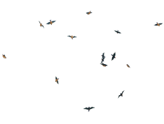 Birds PNG Picture