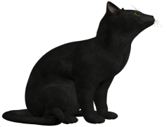 Black Cat, Alluring, Superstitious, Enigmatic, Shadowy PNG