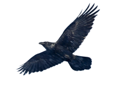 Blackbird, Song, Nature, Beauty, Sky PNG