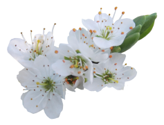 Blossom, Nature, Bloom, Garden, Flower PNG