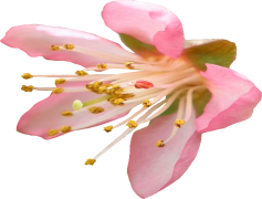 Blossom, Nature, Petals, Flower, Garden PNG