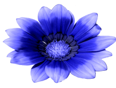 Blue Flower, Bloom, Botanical, Beauty, Garden PNG