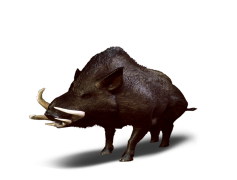 Boar, Forest, Mammal, Nature, Animal PNG