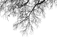 Branches, Twigs, Stems, Shoots, Boughs PNG