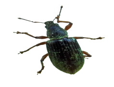 Bug Issue, Bug Report, Bug Fix, Bug Management, Bug Identification PNG