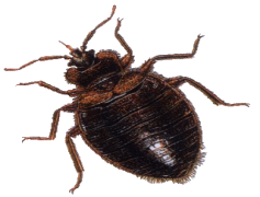 Bug, Pest, Entomology, Insect, Arthropod PNG
