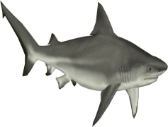 Bull Shark, Aggressive Nature, Strong Swimmer, Coastal Predator, Apex Hunter PNG