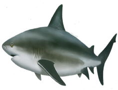 Bull Shark, Apex Hunter, Aggressive Species, Freshwater Habitat, Unique Adaptability PNG