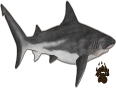 Bull Shark, Apex Predator, Strong Swimmer, Marine Predator, Brackish Habitats PNG