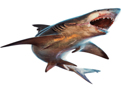 Bull Shark, Coastal Predator, Apex Hunter, Unique Physiology, Freshwater Adaptability PNG