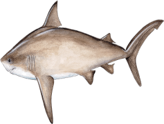 Bull Shark, Saltwater Habitat, Apex Hunter, Aggressive Species, Unique Behavior PNG