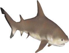 Bull Shark, Shark Species, Apex Predator, Strong Jaws, Aggressive Behavior PNG