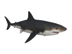 Bull Shark, Strong Jaws, Thriving Ecosystem, Tropical Waters, Coastal Predator PNG