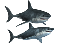 Bull Shark, Unique Adaptations, Freshwater Habitat, Coastal Waters, Aggressive Behavior PNG