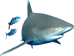 Bull Shark, Warm Waters, River Habitat, Coastal Predator, Strong Jaws PNG