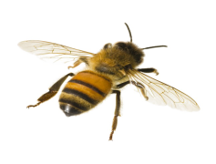 Bumblebee Insect, Nectar, Honey, Pollinator, Bumble PNG