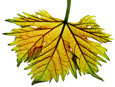 Bunch Grape Vine Leaf, Plant, Nature, Foliage, Fruit PNG