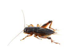 Bush Crickets, Behavior, Nature, Sounds, Habitat PNG